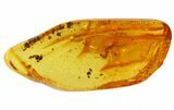 Detailed Fossil Parasitic Wasp In Baltic Amber #48062-1